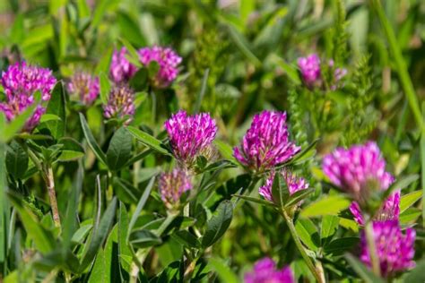 natūrali pievelė su dobilais ir gėlėmis darželio kieme