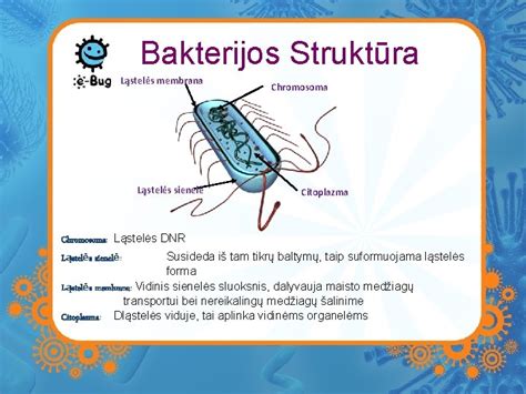 Bakterijų ir virusų pavyzdžiai
