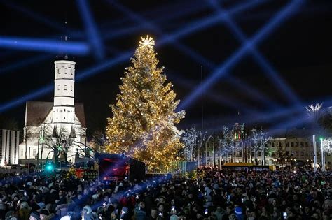 Brandžios eglės Šiaulių mieste