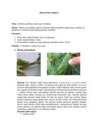 Įvairių ankštinių augalų pavyzdžiai