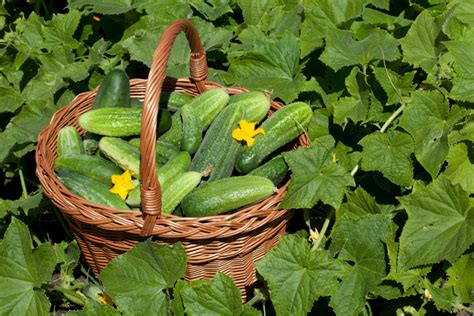 Agurkų sodinimas pavasarį