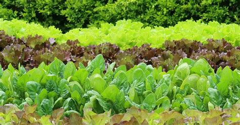 Pavasarinių daržovių auginimas