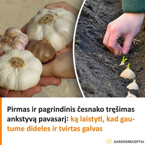 Tręšimas pavasarį