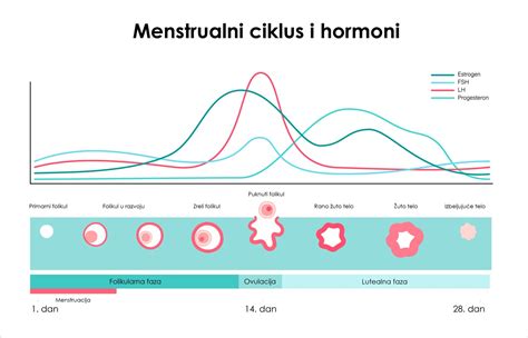 Moterų hormonų ciklo schema