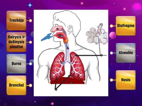 Nosis ir burna: kvėpavimo takų skirtumai ir funkcija