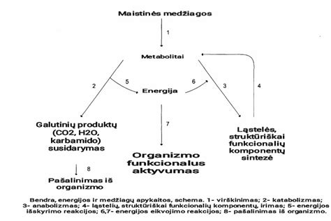 Bilirubino apykaitos schema