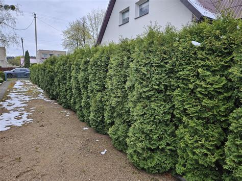 Gyvatvorės suplanavimas sklype