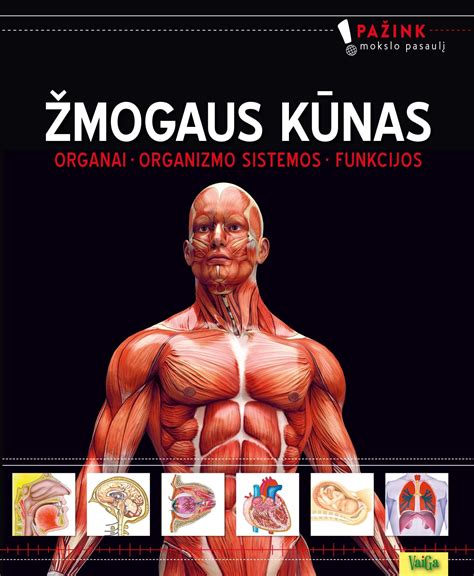 Moters lytinės sistemos schema