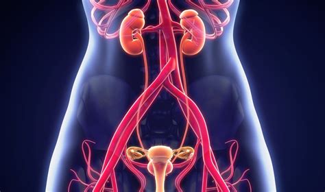 Anatomija moters reprodukcinės sistemos
