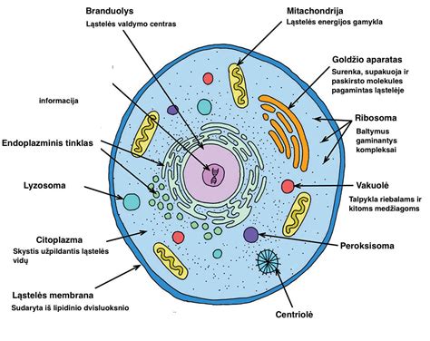 Schema, iliustruojanti kiaušintakių nepraeinamumo poveikį vaisingumui