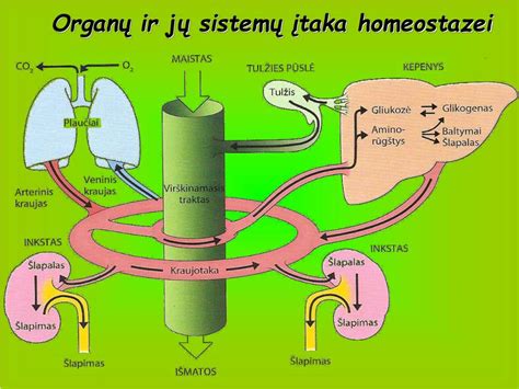 Schema, kaip veikia aerobinė ir anaerobinė energijos sistemos žmogaus organizme