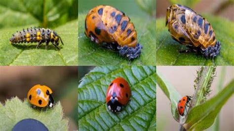 Naudingi vabzdžiai sode: boružės