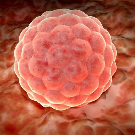 Embriono perkėlimas