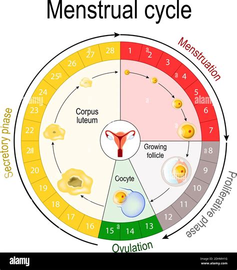schema of menstrual cycle