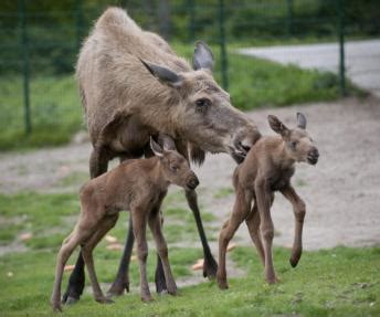 Briedis su jaunikliais