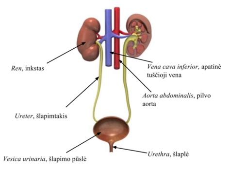 Nėščiosios šlapimo pūslė ir kūdikis