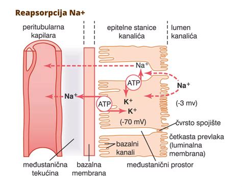 Laktacijos fiziologija