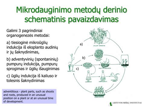 Vaisiaus vystymosi schematinis pavaizdavimas