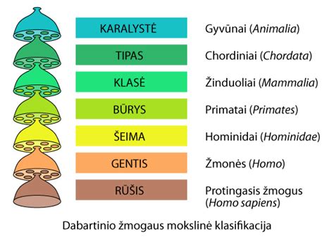 Agresijos rūšių klasifikacija