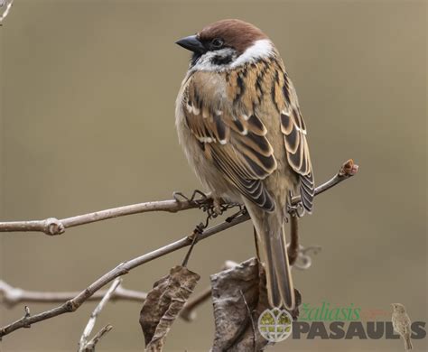 Naminis žvirblis ir karklažvirblis