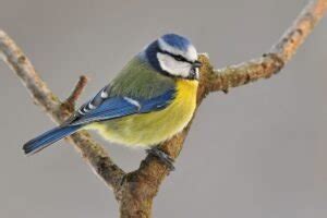 Didžioji zylė su skiriamaisiais požymiais