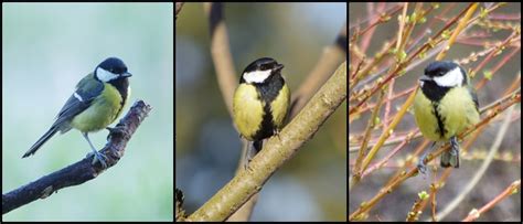 Įvairios zylių rūšys