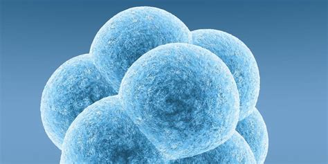 Kiaušialąsčių ir embrionų šaldymo palyginimas