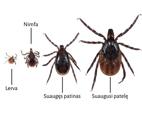 Voratinklinės erkės voratinklis ant lapo