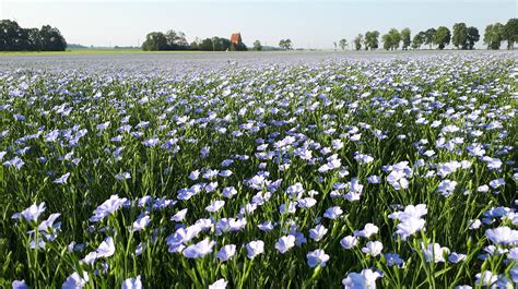 Žydinčių ramunėlių laukas