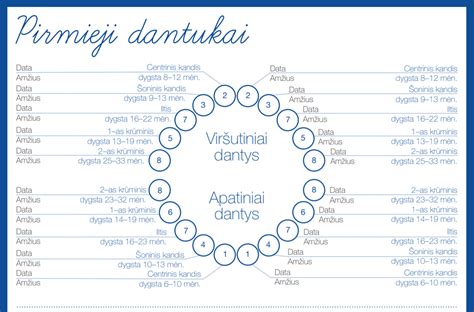 Pieninių dantukų dygimo grafikas