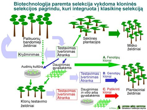 Schema su pankolio auginimo ciklu