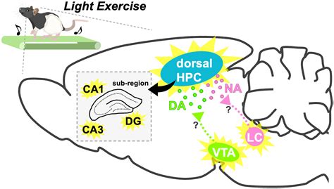 Smegenų schematinis vaizdas su apšviestomis sritimis, simbolizuojančiomis aktyvią veiklą skaitant