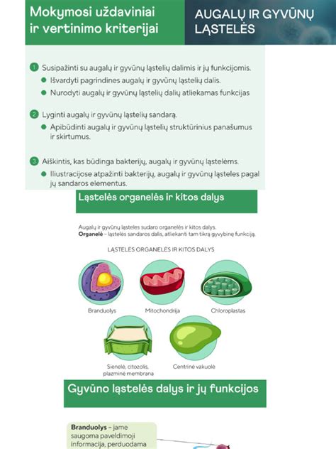 Grafikas, vaizduojantis mėnesinių ciklo fazes ir pastojimo tikimybę