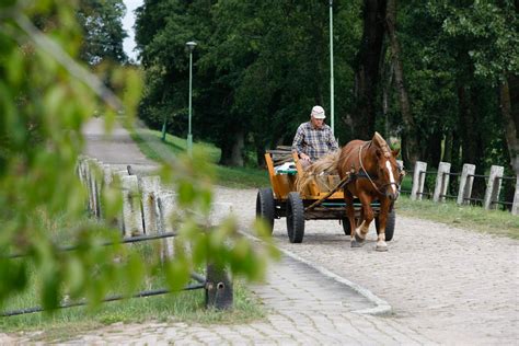 Arklio traukiamas vežimas su luotu