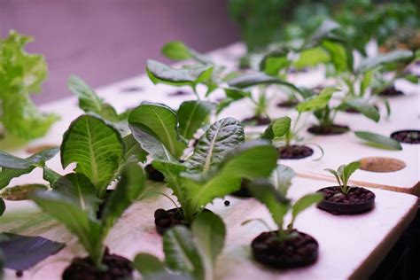 Hidroponinis daržas