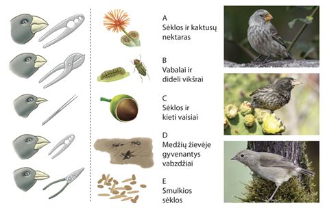Augalų ir gyvūnų pažinimas