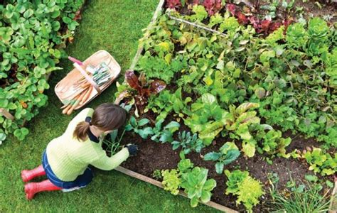 daržovių suderinamumo lentelė