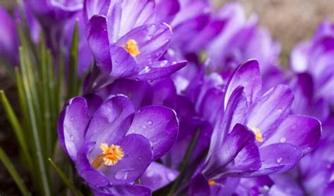 Ankstyvos pavasario gėlės