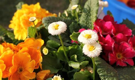 Pavasarinio gėlyno priežiūra