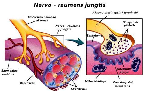 Gimdos raumenų susitraukimas ir prostaglandinų veikimas menstruacijų metu