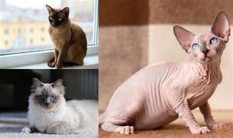 Sfinksų kačių veislių skirtumai