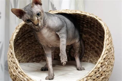 Sfinksų kačių maudynės