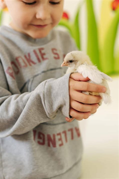 Vaikai stebi viščiukų perinimą inkubatoriuje