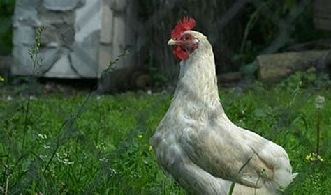 Višta su viščiukais gamtoje