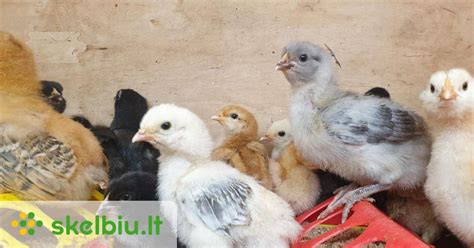 Viščiukai išsirita iš kiaušinių