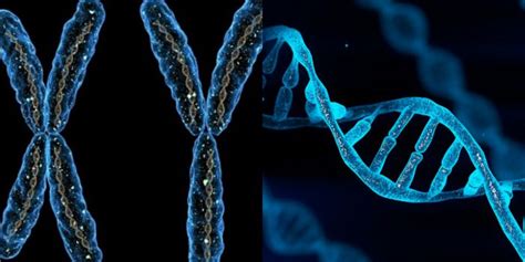 Schematinis žmogaus DNR vaizdas su genų ir chromosomų žymėjimu