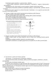 Žmogaus reprodukcinių ląstelių (spermatozoido ir kiaušinėlio) schema