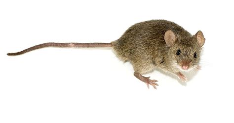 Naminės pelės (Mus musculus) nuotrauka