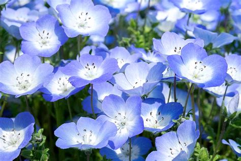 Nemophila menziesii „Baby Blue Eyes“