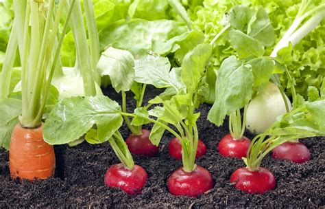 Sėjamų daržovių sąrašas pradedantiesiems